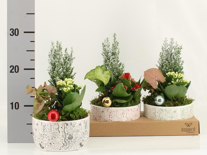 <h4>ARR KAMERPL</h4>