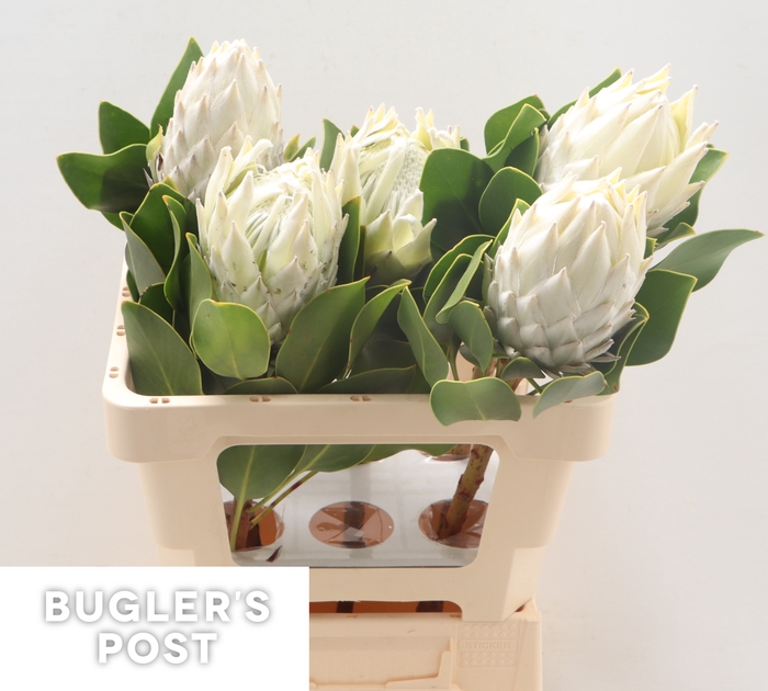<h4>Protea Ayoba Arctic Ice</h4>