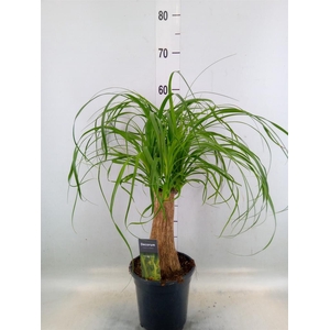 Beaucarnea recurvata