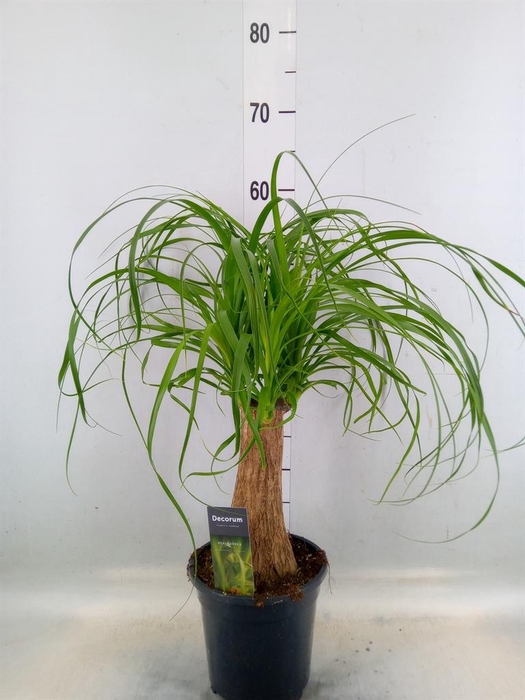 <h4>Beaucarnea recurvata</h4>