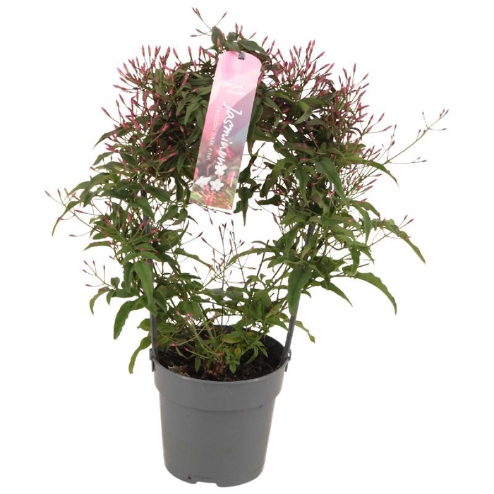 Jasminum polyanthum (roze) boog JAS12BOOG200R