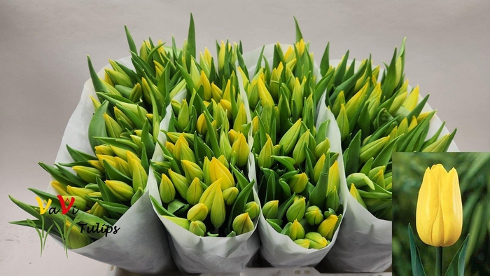 <h4>TU EN STRONG GOLD</h4>