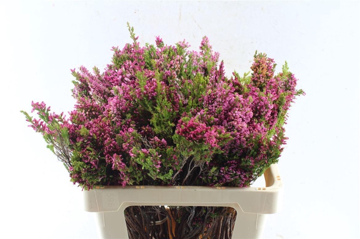 <h4>Kaaps Erica Baccans</h4>