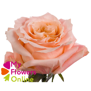 R Gr Shimmer Peach 40cm EC