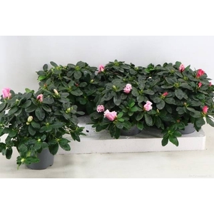RHODO SI VOGEL GEM