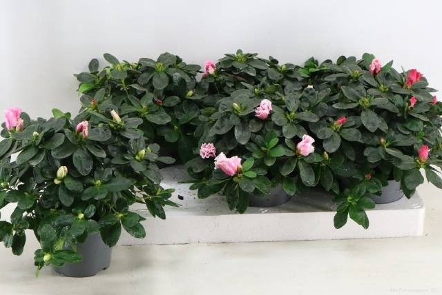 <h4>RHODO SI VOGEL GEM</h4>