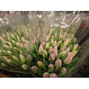 Tulpes LT Rožinės