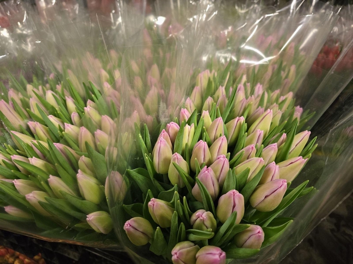 <h4>Tulpes LT Rožinės</h4>