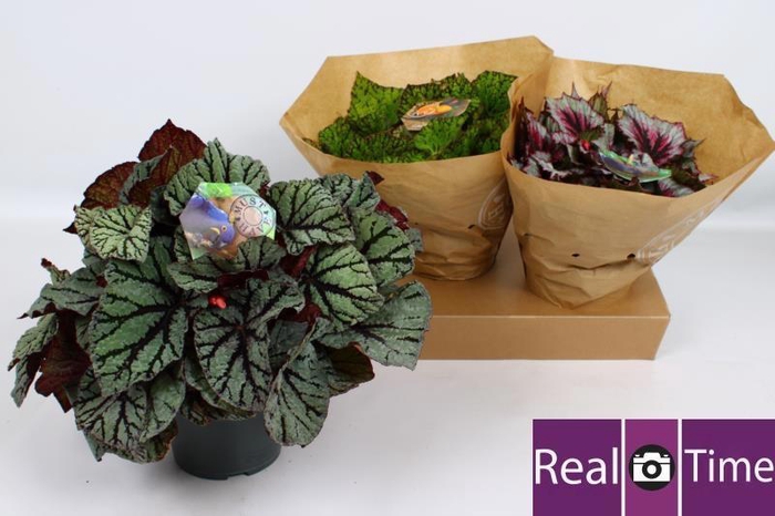 <h4>BEG BEL GEM</h4>