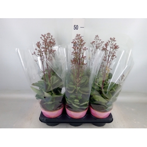 Kalanchoe  'WildFlow Surp Canyon'
