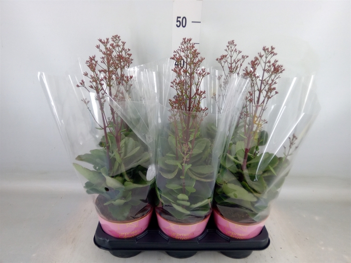 <h4>Kalanchoe  'WildFlow Surp Canyon'</h4>
