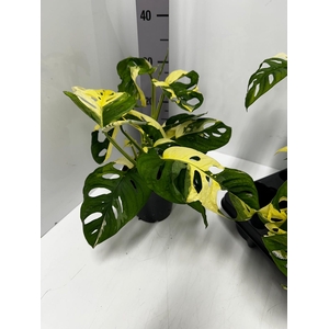 Monstera adansonii Monkey Japanese Tricolour 14Ø 2