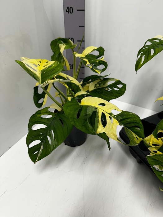 Monstera adansonii Monkey Japanese Tricolour 14Ø 2