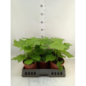 Sparrmannia africana