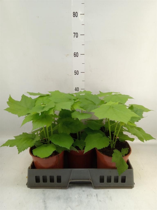 <h4>Sparrmannia africana</h4>