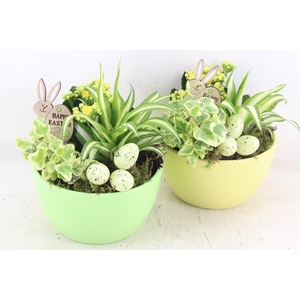 arr2 JS - Ker. bolschaal groen geel