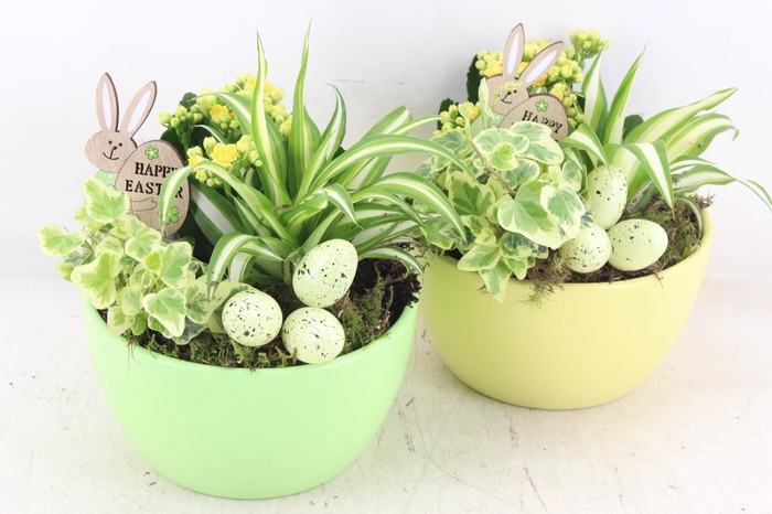 <h4>arr2 JS - Ker. bolschaal groen geel</h4>