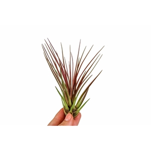 tillandsia Melanocrater rood