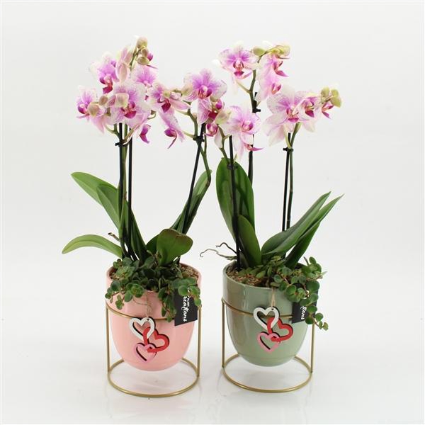 <h4>Arrangementen Phalaenopsis mt H%</h4>