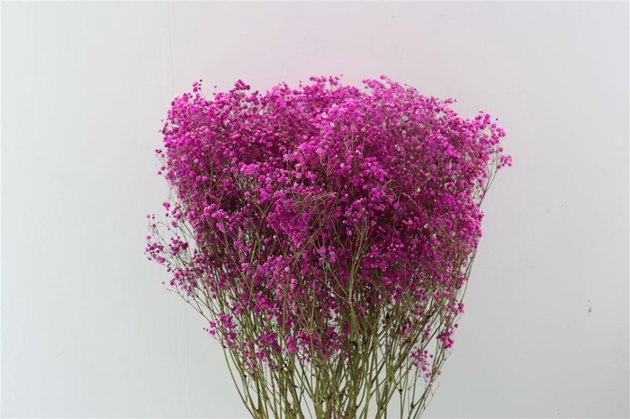 <h4>Dried Gyps Cerise Bunch</h4>