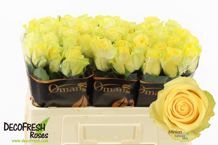 <h4>R Gr Minion Rose Omang</h4>