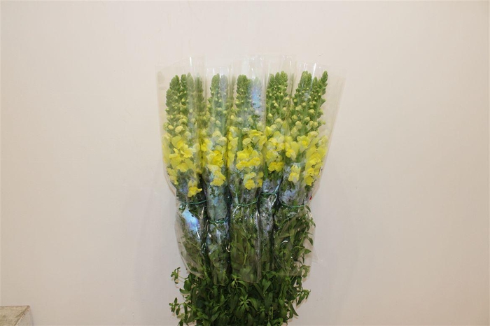 <h4>Antir Overig Yellow</h4>