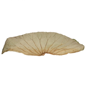 Droogdeco Lotus blad 45cm x10