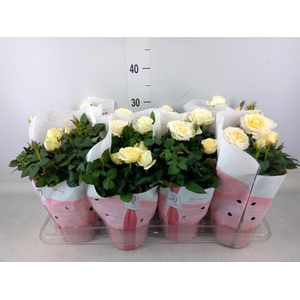 Rosa  'Amorosa Infinity White'