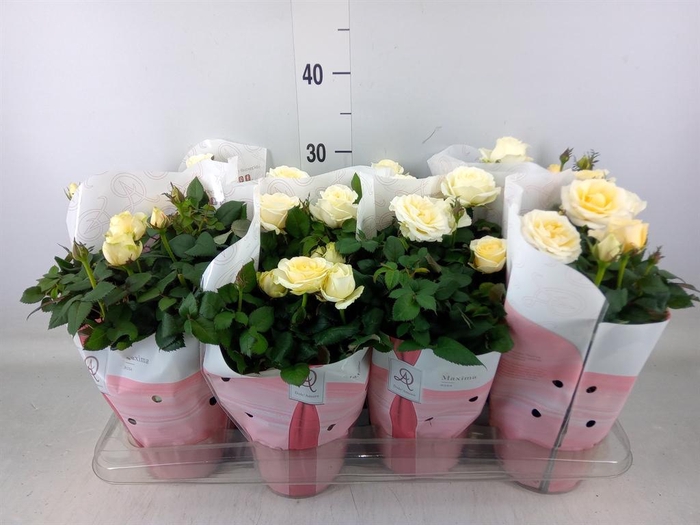<h4>Rosa  'Amorosa Infinity White'</h4>