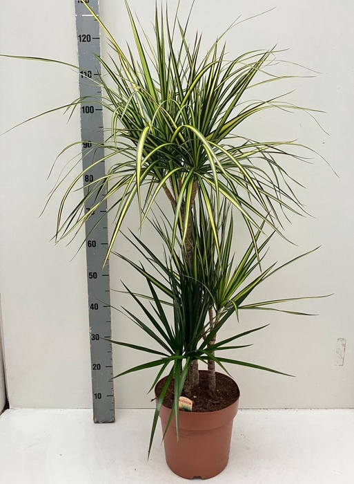 <h4>DRA MARG SUNRAY</h4>