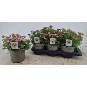Achi Millefolium