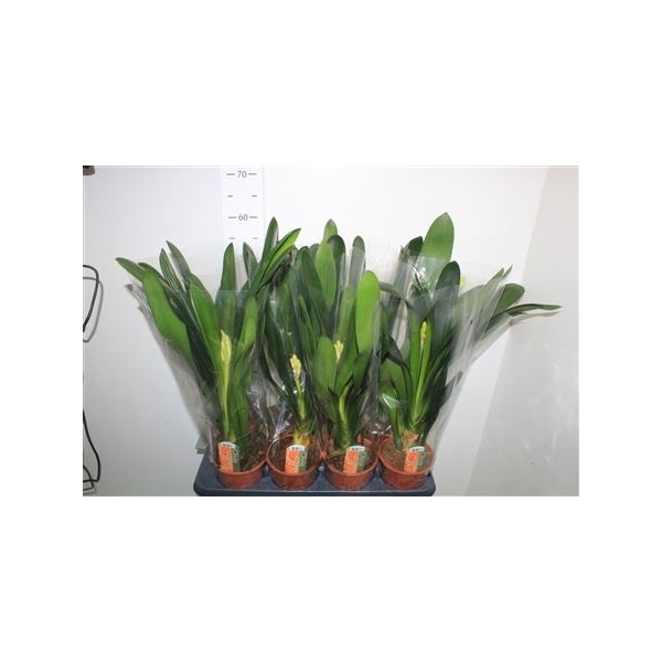 <h4>Clivia Mi</h4>