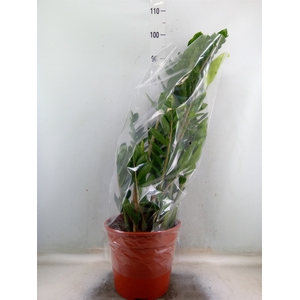 Zamioculcas zamiifolia