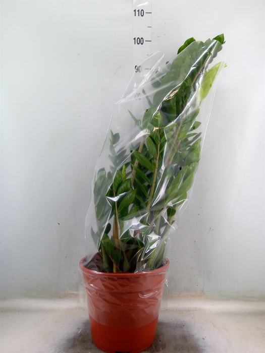 <h4>Zamioculcas zamiifolia</h4>