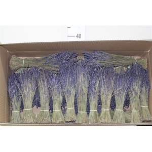 Dried Lavendel Bos