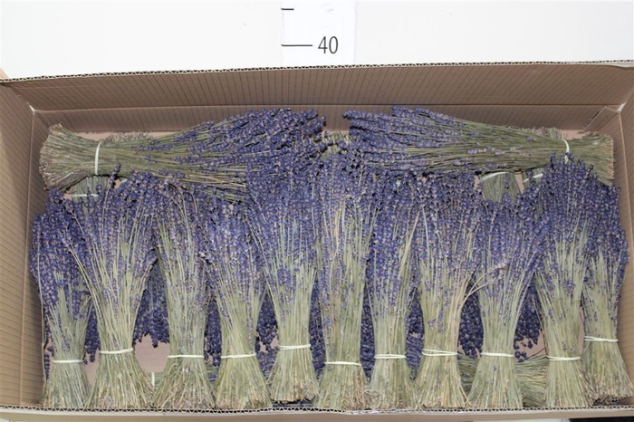 <h4>Dried Lavendel Bos</h4>