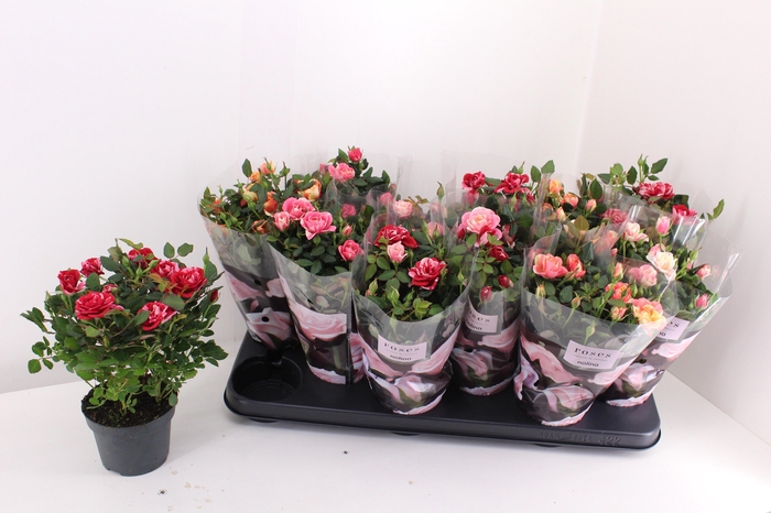 <h4>RO VICTORY GEM</h4>