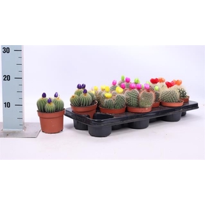CACTUS VERSIERD