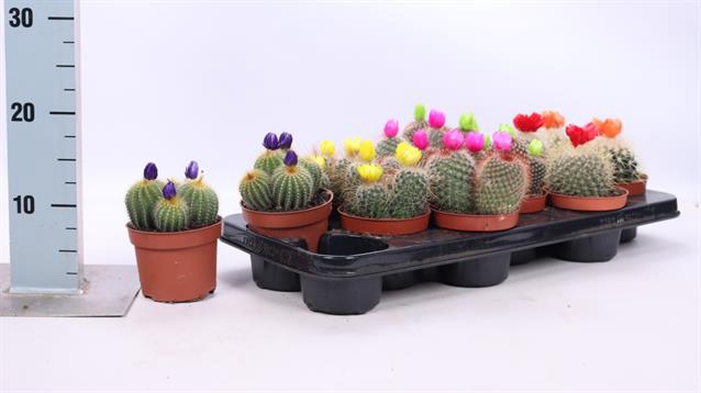 <h4>CACTUS VERSIERD</h4>