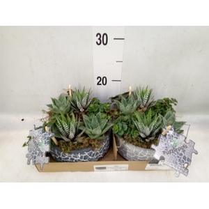Arr.   Kamerplant Groen L%