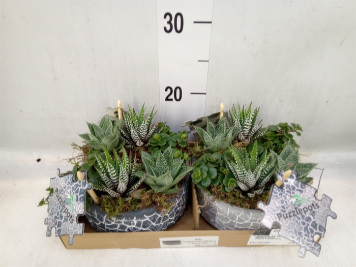 <h4>Arr.   Kamerplant Groen L%</h4>
