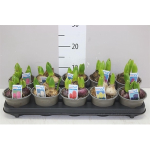 Hyacinthus Gemengd 3pp 6 Colours