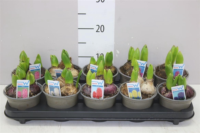 <h4>Hyacinthus Gemengd 3pp 6 Colours</h4>