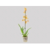 ORQUIDEA CATATANTE SUN SPOTS P12 MIN 1 HT