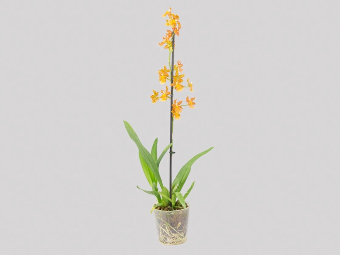 ORQUIDEA CATATANTE SUN SPOTS P12 MIN 1 HT