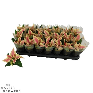 Poinsettia Saturnus Marble 6cm met Hoes