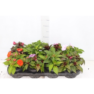 SUNPATIENS® P13