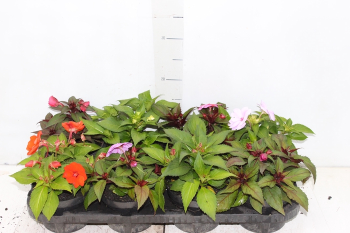 <h4>SUNPATIENS® P13</h4>
