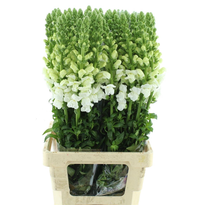 <h4>Antir Op White</h4>