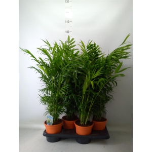 Chamaedorea elegans